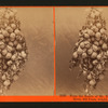 From the ranch of Mr. Kercheval, Sacramento River, 203 pears, weight, 85 pounds.
