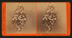From the ranch of Mr. Kercheval, Sacramento River, 203 pears, weight, 85 pounds.