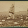 Cajun Valley. View of horse riders.