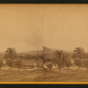View of Mission Garden, showing olive orchard