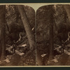 Scene near Soda Springs Shasta route, S. P. R. R. Cal.