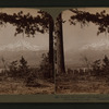 Looking thro' summer-clad boughs to grand snow-capped Mount Shasta (14,442 ft.), Cal.