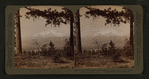 Looking thro' summer-clad boughs to grand snow-capped Mount Shasta (14,442 ft.), Cal.