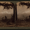 Looking thro' summer-clad boughs to grand snow-capped Mount Shasta (14,442 ft.), Cal.