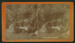 Saratoga, Calif. Feb. 15, 1900. [Picnic.]