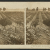 The vineyards and prune orchards of the Napa Valley, Cal.