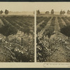 The vineyards and prune orchards of the Napa Valley, Cal.