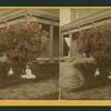 Oleander tree in Mr. Littlehale's lawn, Stockton, California.