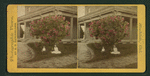 Oleander tree in Mr. Littlehale's lawn, Stockton, California.