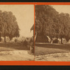 Rear of house showing pepper trees. Judge Halls.