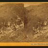 New Year Picnic, Mission Creek.