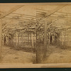 The Big grape vine, Santa Barbara.