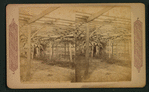 The Big grape vine, Santa Barbara.