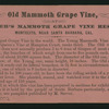 Old Mammoth Grape Vine.