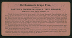 Old Mammoth Grape Vine.