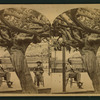 Old Mammoth Grape Vine.