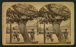 Old Mammoth Grape Vine.