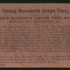 Young Mammoth Grape Vine.
