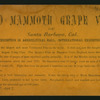 Old Mammoth Grape Vine of Santa Barbara, Cal.