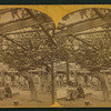 Old Mammoth Grape Vine of Santa Barbara, Cal.