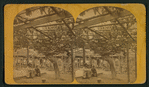 Old Mammoth Grape Vine of Santa Barbara, Cal.