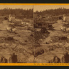 Big Oak, circum. 36 ft. at Big Oak Flat, - Tuolumne Co.