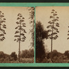 Century Plant in bloom, Southern California.