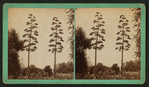 Century Plant in bloom, Southern California.