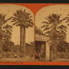 Palms at Los Angeles, Cal.