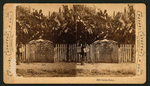 Cactus Fence.