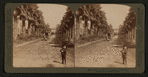 Avenue of Palms, Los Angeles, California