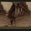 Avenue of Palms, Los Angeles, California.