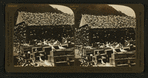 Where thousands of pigeons nest and brood, Pigeon Farms, Los Anglese, California, U.S.A.