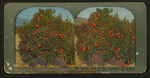 Orange Tree in Fruit and Bloom. Los Angeles, California.