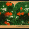 Orange Blossoms and Fruit, Los Angeles, Cal., U.S.A.