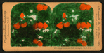 Orange Blossoms and Fruit, Los Angeles, Cal., U.S.A.