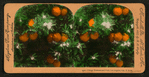Orange Blossoms and Fruit, Los Angeles, Cal., U.S.A.