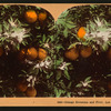 Orange Blossom and Fruit, Los Angeles, Cal., U.S.A.