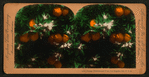 Orange Blossoms and Fruit, Los Angeles, Cal., U.S.A.