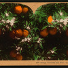Orange Blossoms and Fruit, Los Angeles, Cal., U.S.A.