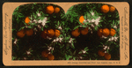 Orange Blossoms and Fruit, Los Angeles, Cal., U.S.A.