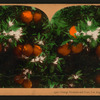 Orange Blossoms and Fruit, Los Angeles, Cal., U.S.A.