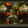 Orange Blossoms and Fruit, Los Angeles, Cal., U.S.A.