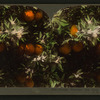 Orange Blossoms and Fruit, Los Angeles, Cal., U.S.A.