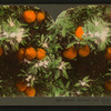 Orange Blossoms and Fruit, Los Angeles, Cal., U.S.A.