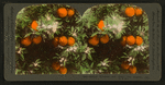 Orange Blossoms and Fruit, Los Angeles, Cal., U.S.A.