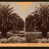 The Date Palm, Pasadena, Cal., U.S.A.