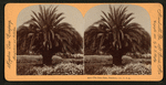 The Date Palm, Pasadena, Cal., U.S.A.