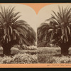 The Date Palm, Pasadena, Cal., U.S.A.