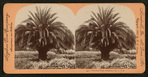 The Date Palm, Pasadena, Cal., U.S.A.